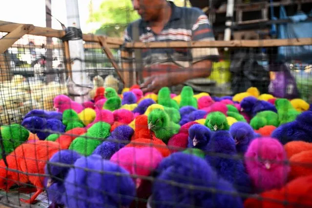 Chicks dyed in bright colours are seen for sale at the Beringkit traditional market in Mengwi, Badung regency on Bali island on December 13, 2023. (Photo by Sonny Tumbelaka/AFP Photo)