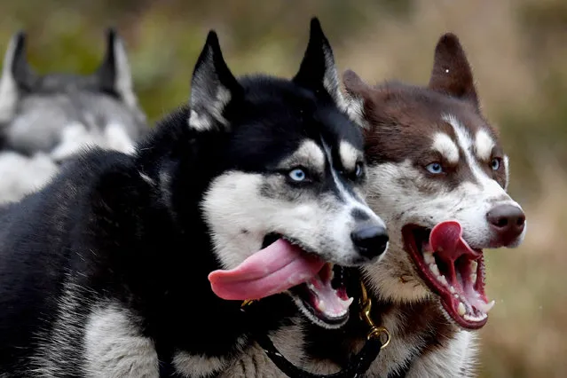Mushers and their huskies practice at a forest course ahead of the Aviemore Sled Dog Rally on January 24, 2016 in Feshiebridge, Scotland. Huskies and sledders prepare ahead of the Siberian Husky Club of Great Britain 34th race taking place at Loch Morlich this weekend near Aviemore. (Photo by Jeff J. Mitchell/Getty Images)