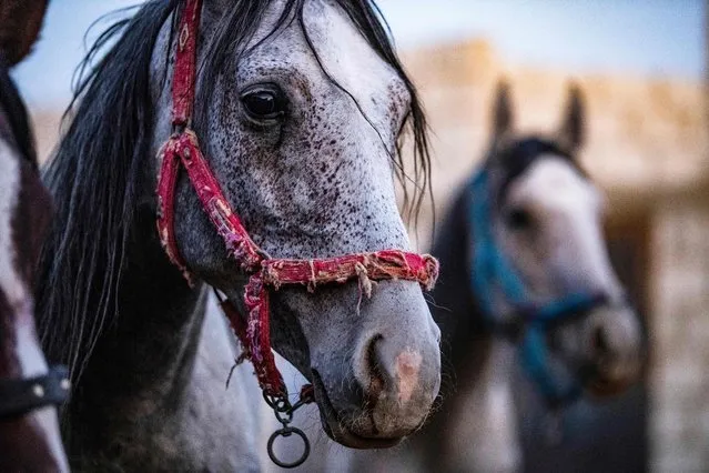 Horses are pictured at a farm for purebred Arabian horses in the countryside of Syria's northeastern city of Qamishli, on September 11, 2021. (Photo by Delil Souleiman/AFP Photo)