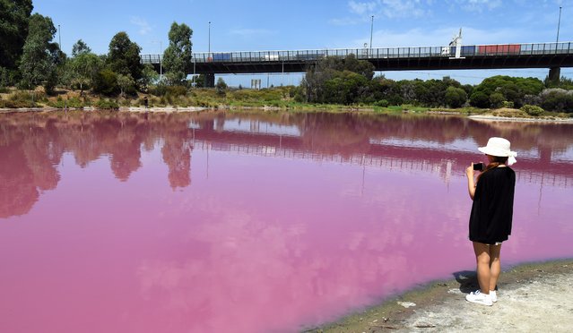 Visitors take a photo of a lake that has turned a vivid pink thanks to extreme salt levels further exacerbated by hot weather in a startling natural phenomena that resembles a toxic spill, in Melbourne on March 4, 2019. The natural spectacle is the result of green algae at the bottom of the lake at Westgate Park on the outskirts of Melbourne responding to high levels of salt and changing colour. (Photo by William West/AFP Photo)