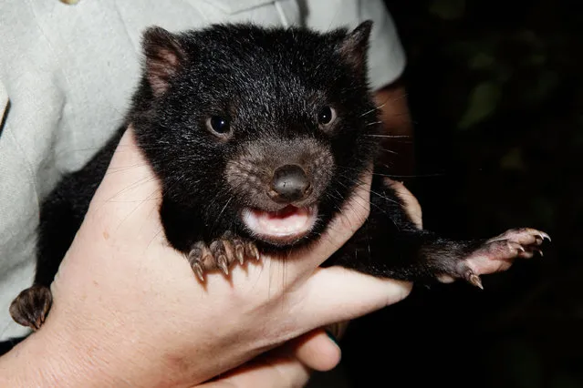 A Tasmanian Devil joey is seen at Taronga Zoo on October 22, 2009 in Sydney, Australia. (Photo by Brendon Thorne/Getty Images)