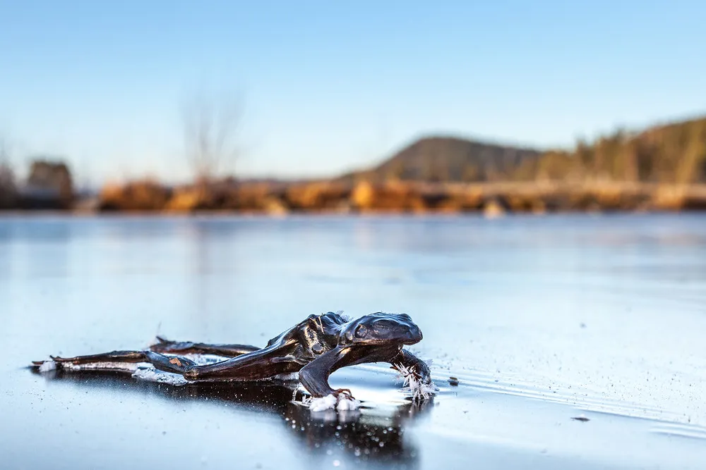 Frozen Frog by Svein Nordrum