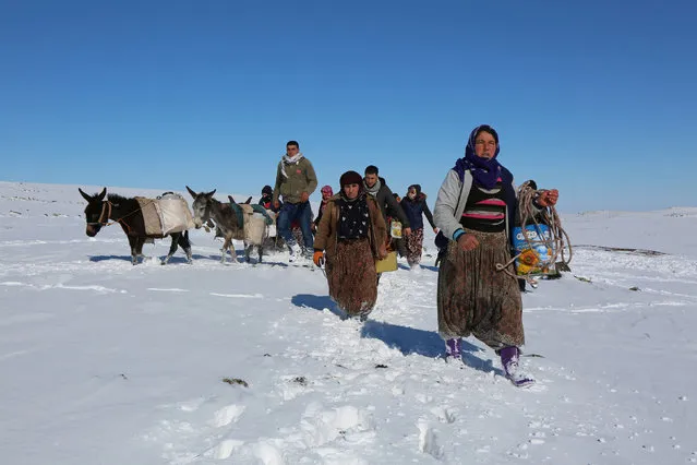 Women carry water on donkeys after they draw it from a well 2 kilometres away from their village, which has no access to fresh water, in Siverek, a town in Sanliurfa province, Turkey February 2, 2017. (Photo by Sertac Kayar/Reuters)