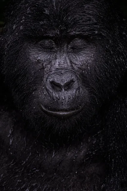Winner, animal portraits. Reflection, by Majed Ali, Kuwait. Ali trekked for four hours to meet Kibande, an almost 40-year-old mountain gorilla. “The more we climbed, the hotter and more humid it got”, he recalls. As cooling rain began to fall, Kibande remained in the open, seeming to enjoy the shower. Mountain gorillas are a sub-species of the eastern gorilla, and are found at altitudes above 1,400 metres in two isolated populations: at the Virunga volcano and the Bwindi area. They are endangered by habitat loss, disease and poaching. (Photo by Majed Ali/Wildlife Photographer of the Year 2021)