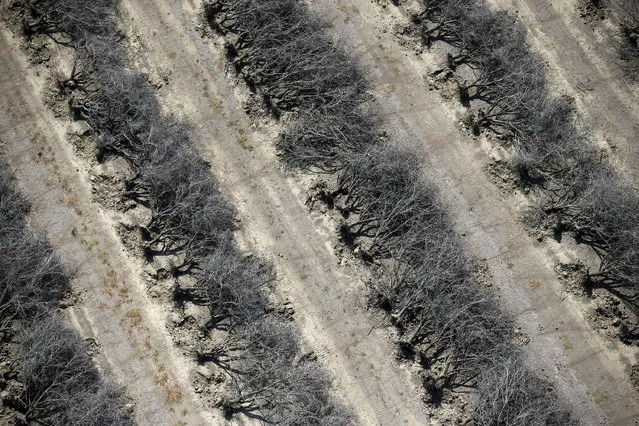 A field of dead almond trees is seen in Coalinga in the Central Valley, California, United States May 6, 2015. Almonds, a major component of farming in California, use up some 10 percent of the state's water reserves according to some estimates. California ranks as the top farm state by annual value of agricultural products, most of which are produced in the Central Valley, the vast, fertile region stretching 450 miles (720 km) north-sound from Redding to Bakersfield. (Photo by Lucy Nicholson/Reuters)
