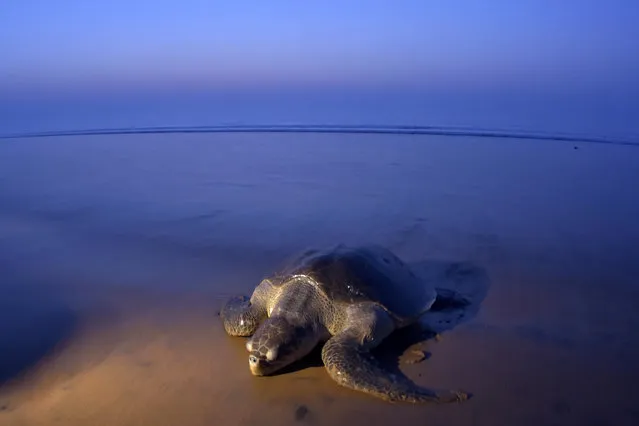 An Olive Ridley Turtle (Lepidochelys olivacea) arrives to lay her eggs on the sand at Rushikulya Beach, some 140 kilometres (88 miles) south-west of Bhubaneswar, early February 16, 2017. (Photo by Asit Kumar/AFP Photo)