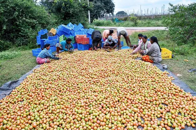 Farmers and agriculture labourers sort harvested tomatoes on the outskirts of Bangalore on November 17, 2021. (Photo by Manjunath Kiran/AFP Photo)