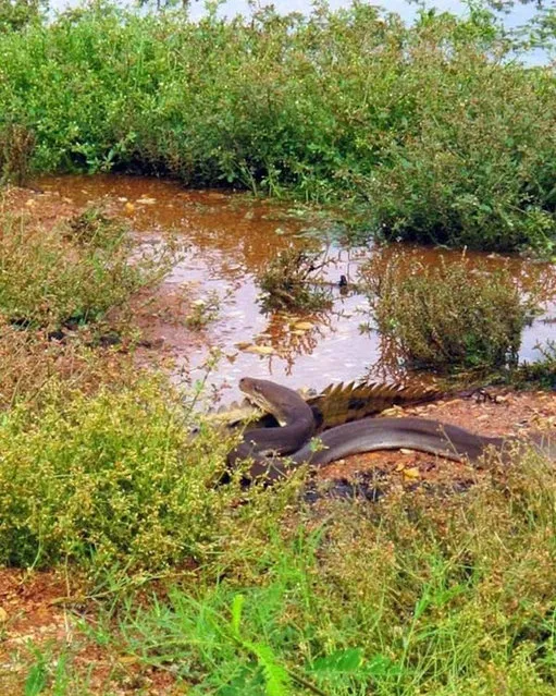 Python Meets A Crocodile See What Happened Next