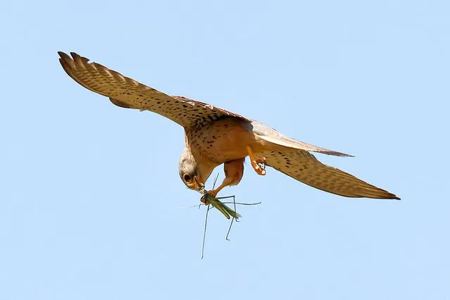 A female Kestrel catches a giant grasshopper near Kibbutz Nir Am along the border between Israel and the Gaza Strip, on March 21, 2024, (Photo by JAck Guez/AFP Photo)