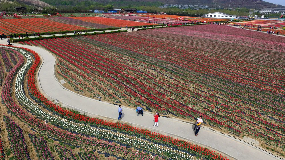 Tulip Display in China