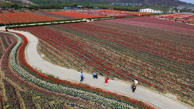 An aerial view of large scale tulip farming in Chaya Mountain of Suiping County on March 31, 2016 in Zhumadian, Henan Province of China. (Photo by VCG/VCG via Getty Images)