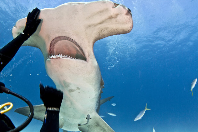 Eli Martinez with hammerhead shark. (Photo by J. P. Zegarra/Caters News)