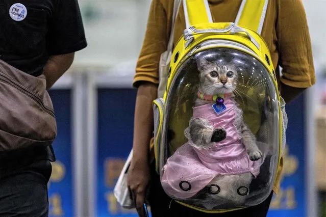 A cat wearing a dress is carried around in a transparent rucksack at the annual Pet Expo Thailand 2021 in Bangkok on November 25, 2021. (Photo by Jack Taylor/AFP Photo)