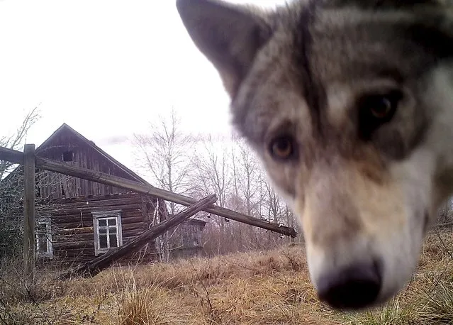 A wolf looks into the camera at the 30 km (19 miles) exclusion zone around the Chernobyl nuclear reactor in the abandoned village of Orevichi, Belarus, March 2, 2016. (Photo by Vasily Fedosenko/Reuters)