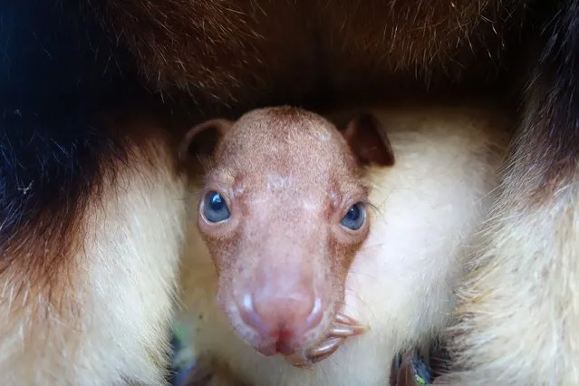 In this handout image provided by Taronga Zoo, an unnamed baby Goodfellows Tree Kangaroo joey is seen in it's mothers pouch on February 24, 2014 in Sydney, Australia. (Photo by Taronga Zoo via Getty Images)