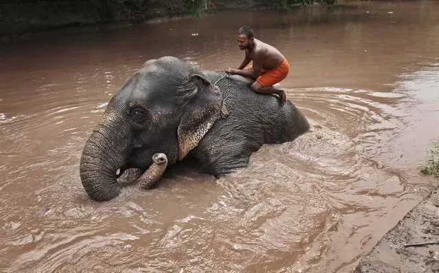 A Hindu holy man gives bath to a domestic elephant on a summer day in Jammu, India, Monday, May 18, 2015. (Photo by Channi Anand/AP Photo)