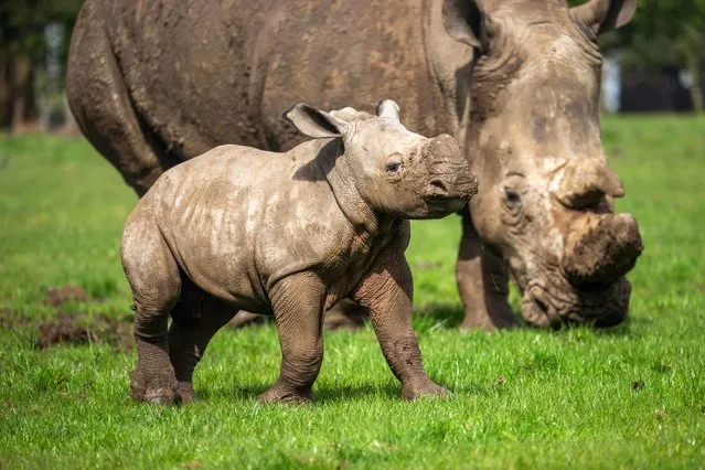 Benja, a southern white rhino, enjoys the sun with his mother, Jaseera, at Whipsnade Zoo in Bedfordshire, UK in the second decade of April 2024. Benja was born last month weighing 45kg and is Jaseera’s first calf. There are 10,000 mature southern white rhinos left in the wild, with numbers continuing to fall. (Photo by Whipsnade Zoo)