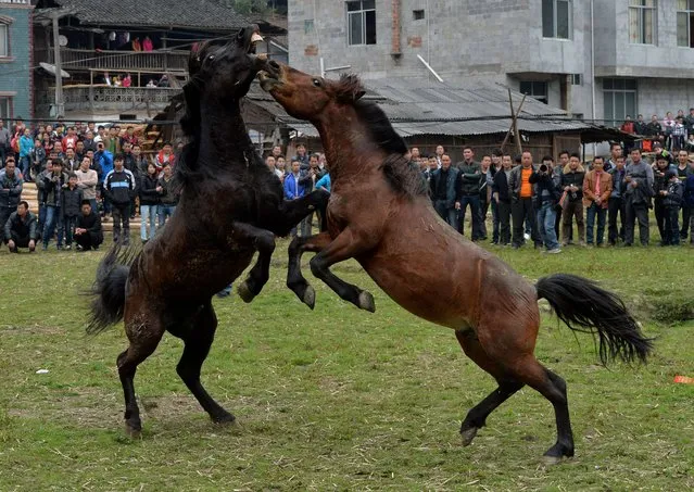 Horse Fighting In China