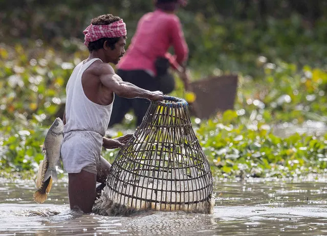 A villager has a fish secured to his waist as he participates in community fishing as part of Bhogali Bihu celebrations in Panbari village, some 50 kilometers (31 miles) east of Gauhati, India, Thursday, January 13, 2022. (Photo by Anupam Nath/AP Photo)