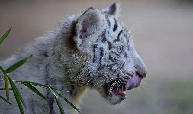 A three month old white Bengal female tiger cub looks around her enclosure at the Buenos Aires Zoo in Argentina, Wednesday, April 16, 2014. Cleo, a captive Bengal white tiger at the zoo, gave birth to two females and one male white tiger cubs on Jan. 16, 2014. (Photo by Natacha Pisarenko/AP Photo)