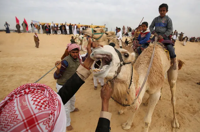 Race coordinators examine the camels of jockeys, most of whom are children, at the starting line during the opening of the International Camel Racing festival at the Sarabium desert in Ismailia, Egypt, March 21, 2017. (Photo by Amr Abdallah Dalsh/Reuters)
