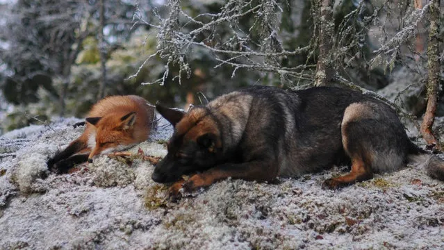 Life Fox And Hound