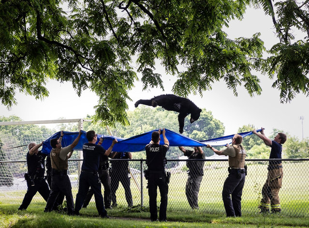 Pennsylvania's wildlife agency, firefighters and police use a large blue tarp to capture a wayward black bear as it falls from a tree Tuesday, June 4, 2024 in Camp Hill, Pa. (Photo by Sean Simmers/The Patriot-News via AP Photo)