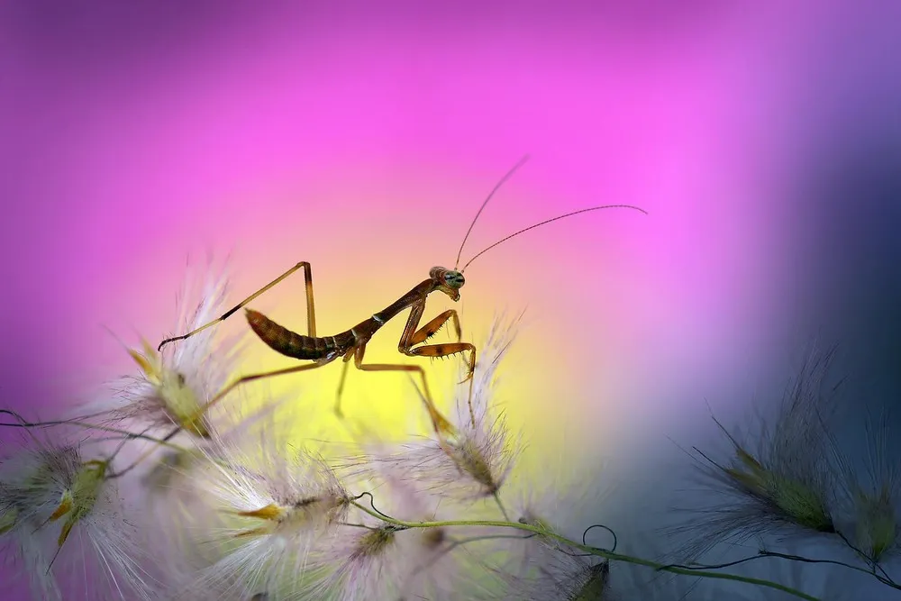 Nordin Seruyan’s Beautiful Garden Insect Photography