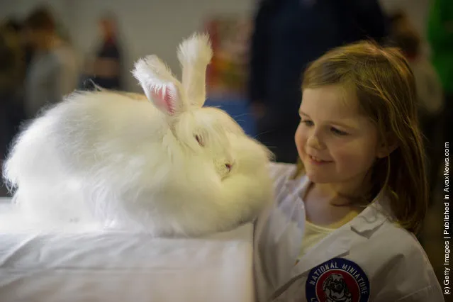 Animal Enthusiasts Enjoy The UK's Rabbit Grand National