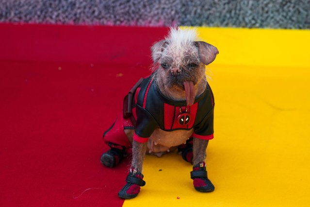 Peggy the dog appears at a “Deadpool & Wolverine” UK sneak peek event in London, Britain, on July 11, 2024. (Photo by Maja Smiejkowska/Reuters)