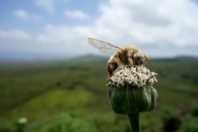 “Going About His Business”. Overlooking the beautiful vista of San Cristóbal in the Galapagos Islands, a male carpenter bee drinks nectar from one of the native Scalesia flowers. (It was also a windy day; I was afraid he was going to bump into my camera). Photo location: San Cristóbal, Galapagos Islands, Ecuador. (Photo and caption by Andrew Schnorr/National Geographic Photo Contest)