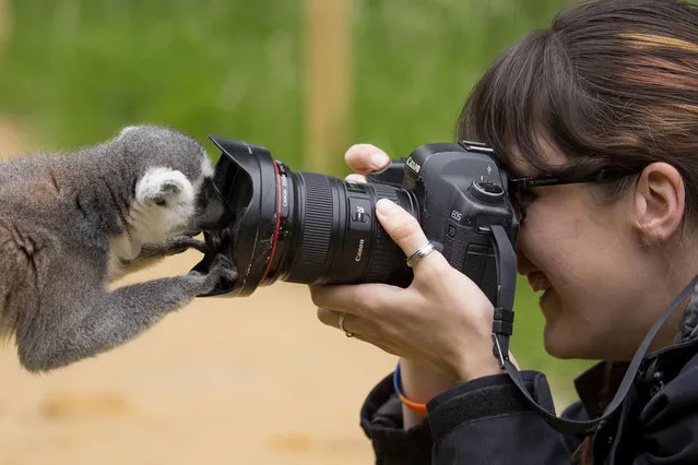 Katielee Arrowsmith photographs a Lemur  People take photos of Lemurs at Edinburgh Zoo's new walkway enclosure, Scotland on July 14, 2015. (Photo by Alan Simpson/REX Shutterstock)