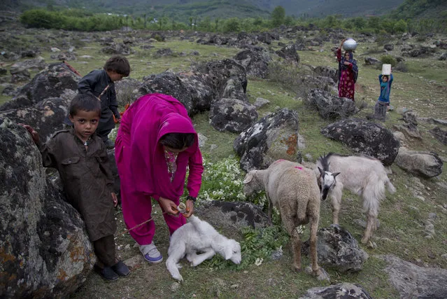 A Bakarwal nomad woman unties a lamb to let him nurse outside a temporary camp in the outskirts of Srinagar, Indian controlled Kashmir, Saturday, May 14, 2016. Bakarwals are nomadic herders of India's Jammu-Kashmir state who wander in search of good pastures for their cattle. (Photo by Dar Yasin/AP Photo)