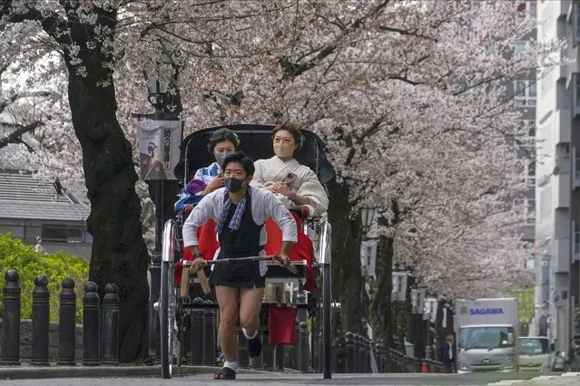 Women wearing traditional Kimono outfits take a rickshaw ride under a canopy of the cherry blossoms in full bloom Thursday, March 31, 2022, in Tokyo. People across Japan are celebrating the peak cherry blossom viewing season this week without COVID-19 restrictions in place for the first time in two years, but many people strolled under the trees to enjoy flowers and falling petals rather than drinking and eating at sit-down parties. (Photo by Kiichiro Sato/AP Photo)