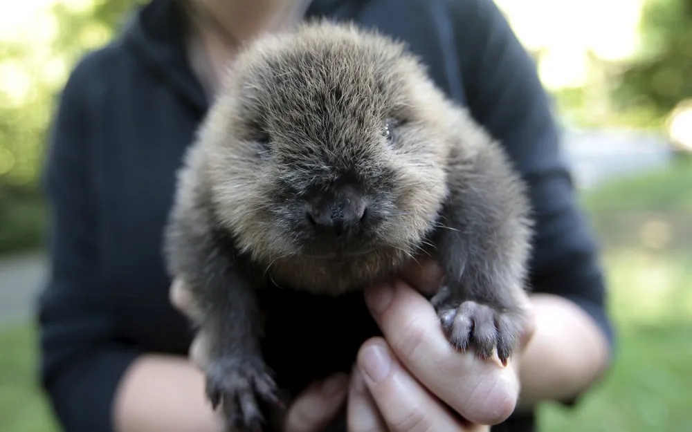 Refill at German Zoos
