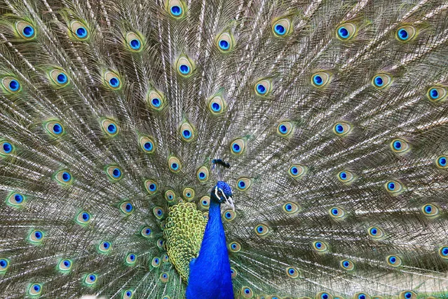 In this photo taken on Monday, April 3, 2017, a peacock rests in Tbilisi Zoo, Georgia. Tbilisi Zoo is trying to cope after the devastating flooding which killed almost half of its inhabitants in July of 2015. (Photo by Shakh Aivazov/AP Photo)
