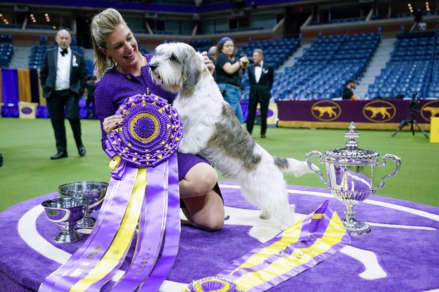 Handler Janice Hays poses for photos with Buddy Holly, a petit basset griffon Vendéen, after he won best in show during the 147th Westminster Kennel Club Dog show, Tuesday, May 9, 2023, at the USTA Billie Jean King National Tennis Center in New York. (Photo by Mary Altaffer/AP Photo)