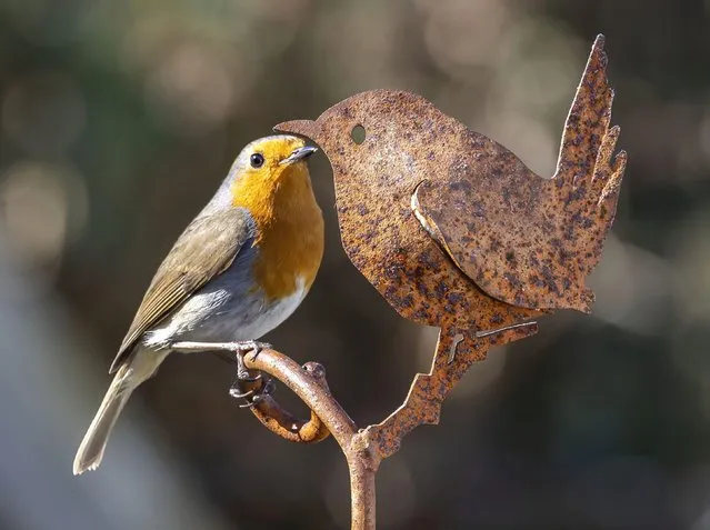 A robin finds some company in the shape of a metal wren in a garden in Oban, Argyll in Scotland on April 14, 2022. (Photo by Stephen Lawson/Solent News)