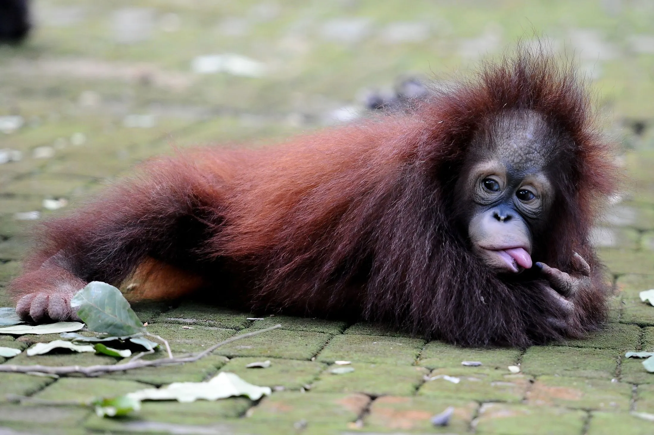 Фото смешной обезьянки. Горилла и орангутанг. Лысый орангутан. Смешные обезьяны.