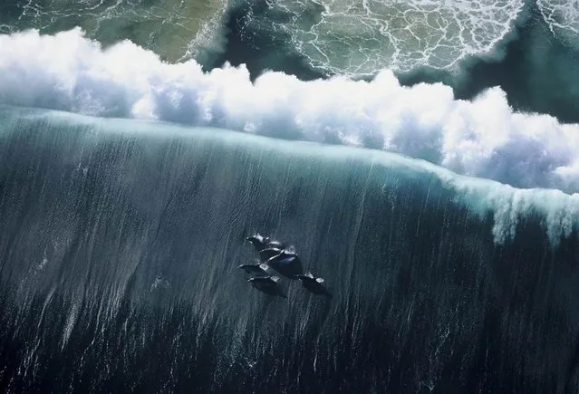 Huglin took this photograph from a helicopter about 1,000 to 1,200 feet above the water. The dolphins are surfacing after a wave has broken, and the color of the water is altered by a plankton bloom