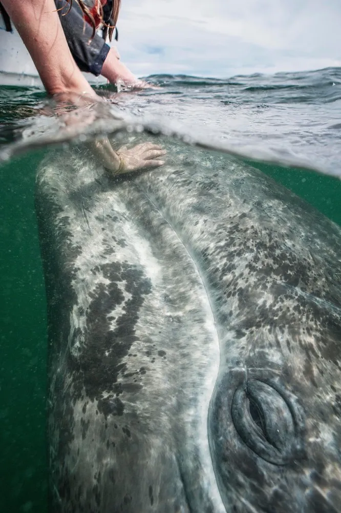 Grey Whale Calves Greet Tourist