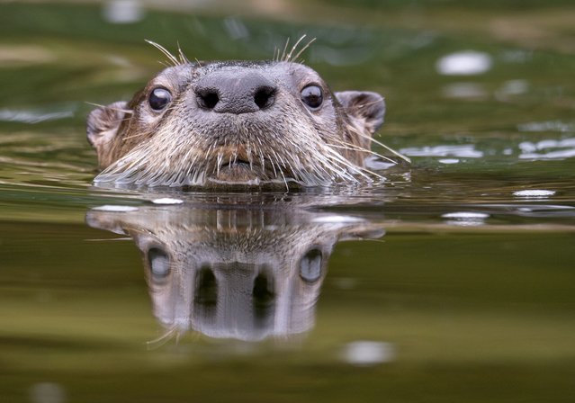 A North American River otter surfaces while hunting crayfish in the Umpqua River near Elkton in rural southwestern Oregon on September 17, 2024. River otters are considered an indicator species and their presence is a sign of improving watershed conditions. These apex aquatic predators play an important role in ecosystem health, as they eat fish, crustaceans, invertebrates, birds, and amphibians. (Photo by Robin Loznak/ZUMA Press Wire/Rex Features/Shutterstock)