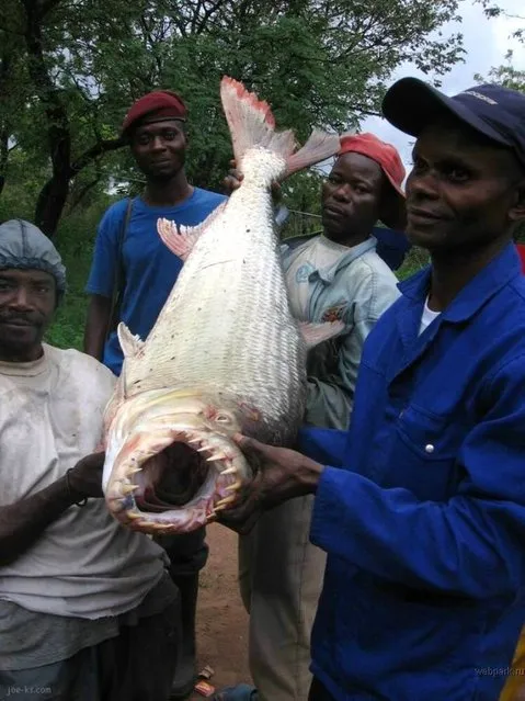 Hydrocynus goliath, also known as the goliath tigerfish, giant tigerfish or mbenga