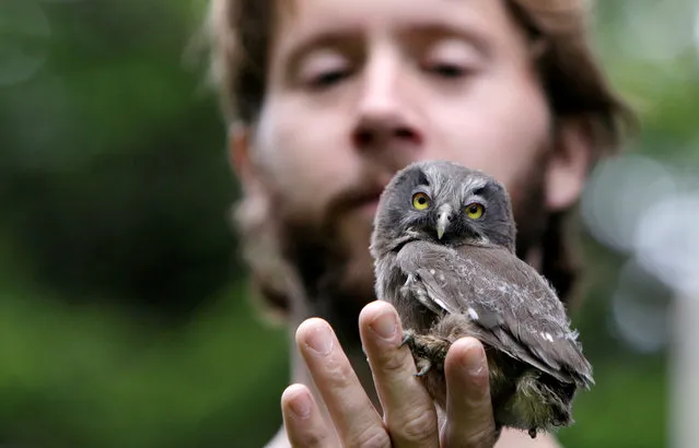 Scientist Jiri Sindelar holds a Boreal owl chick outside the “Smart Nest Box”, which allows the study birds by using mounted cameras, in a forest near the village of Mikulov, Czech Republic, June 18, 2016. (Photo by David W. Cerny/Reuters)