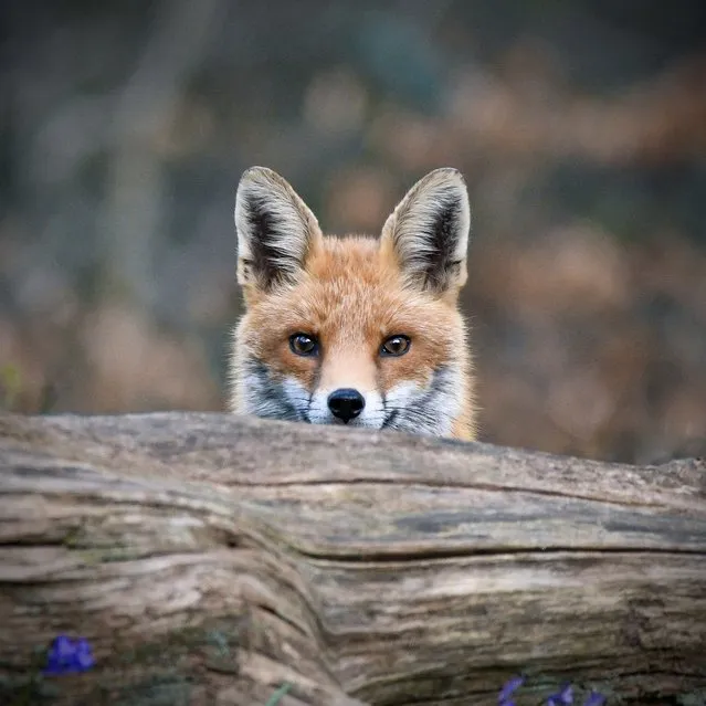 The vixen was spotted frolicking on the forest floor amongst the bluebells in the New Forest, Hampshire, United Kingdom early June 2022. (Photo by Annette Gregory/Media Drum Images)