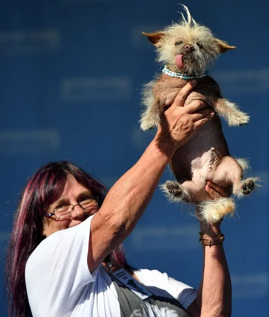 Josie, a chinese crested, is held up by owner Linda Elmquist during the World's Ugliest Dog Competition in Petaluma, California on June 24, 2016. (Photo by Josh Edelson/AFP Photo)