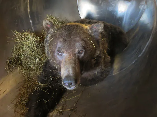 In this Wednesday, July 16, 2014 photo provided by the Montana Fish, Wildlife and Parks, shows a trapped 8-year-old male grizzly bear, before being relocated to the Upper Gallatin area, north of Yellowstone National Park. Montana Fish, Wildlife and Parks officials said the bear was captured by state and federal officials on Tuesday, July, 15, 2014. (Photo by Montana Fish/AP Photo/Wildlife and Parks)