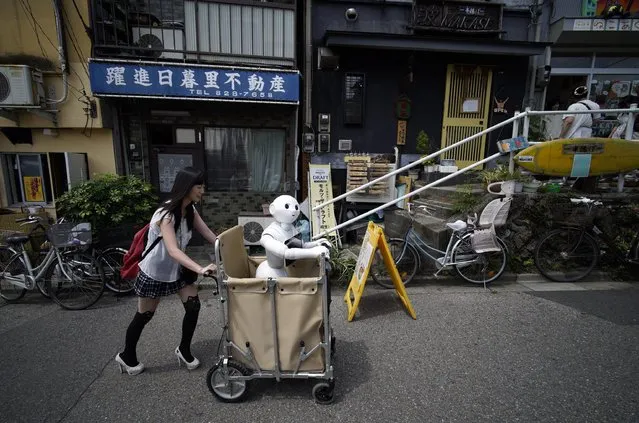 Tomomi Ota pushes a cart loaded with her humanoid robot Pepper as she strolls in her neighborhood in Tokyo, Japan, 26 June 2016. (Photo by Franck Robichon/EPA)
