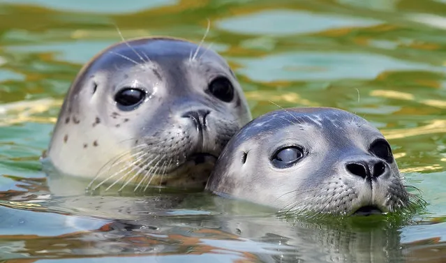 Young seals swim in their pool at the seal station in Norden, northern Germany on August 20, 2015. (Photo by Ingo Wagner/AFP Photo/DPA)