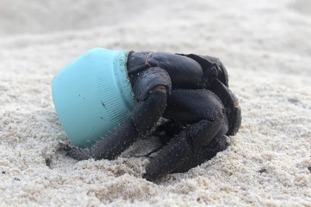In this 2015 photo provided by Jennifer Lavers, a crab uses as shelter a piece of plastic debris on the beach on Henderson Island. When researchers traveled to the tiny, uninhabited island in the middle of the Pacific Ocean, they were astonished to find an estimated 38 million pieces of trash washed up on the beaches. (Photo by Jennifer Lavers via AP Photo)